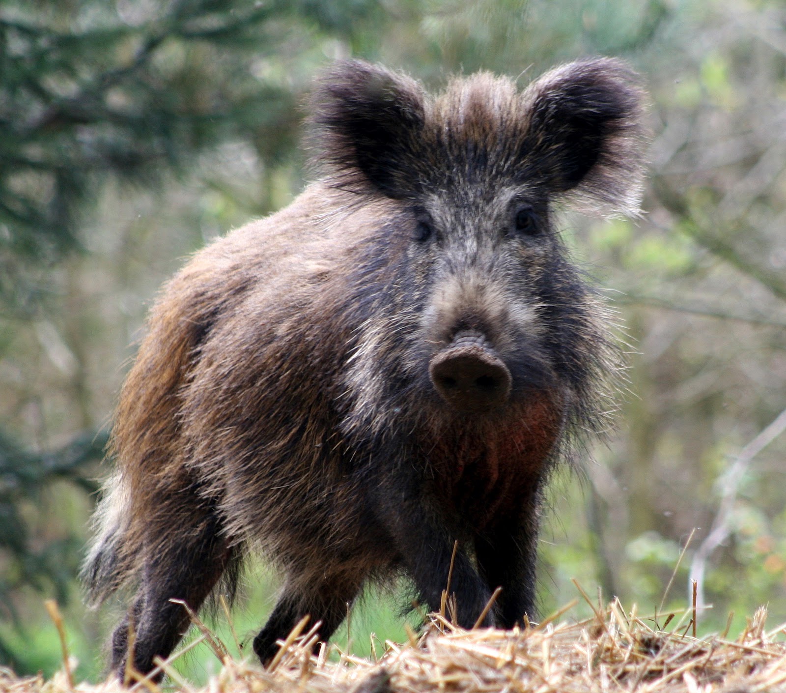 Collection 105+ Images pictures of a wild boar Stunning