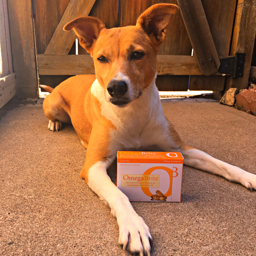 Rubicon Days Omega 3 Benefits for Pets and Their Humans with OmegaBrite