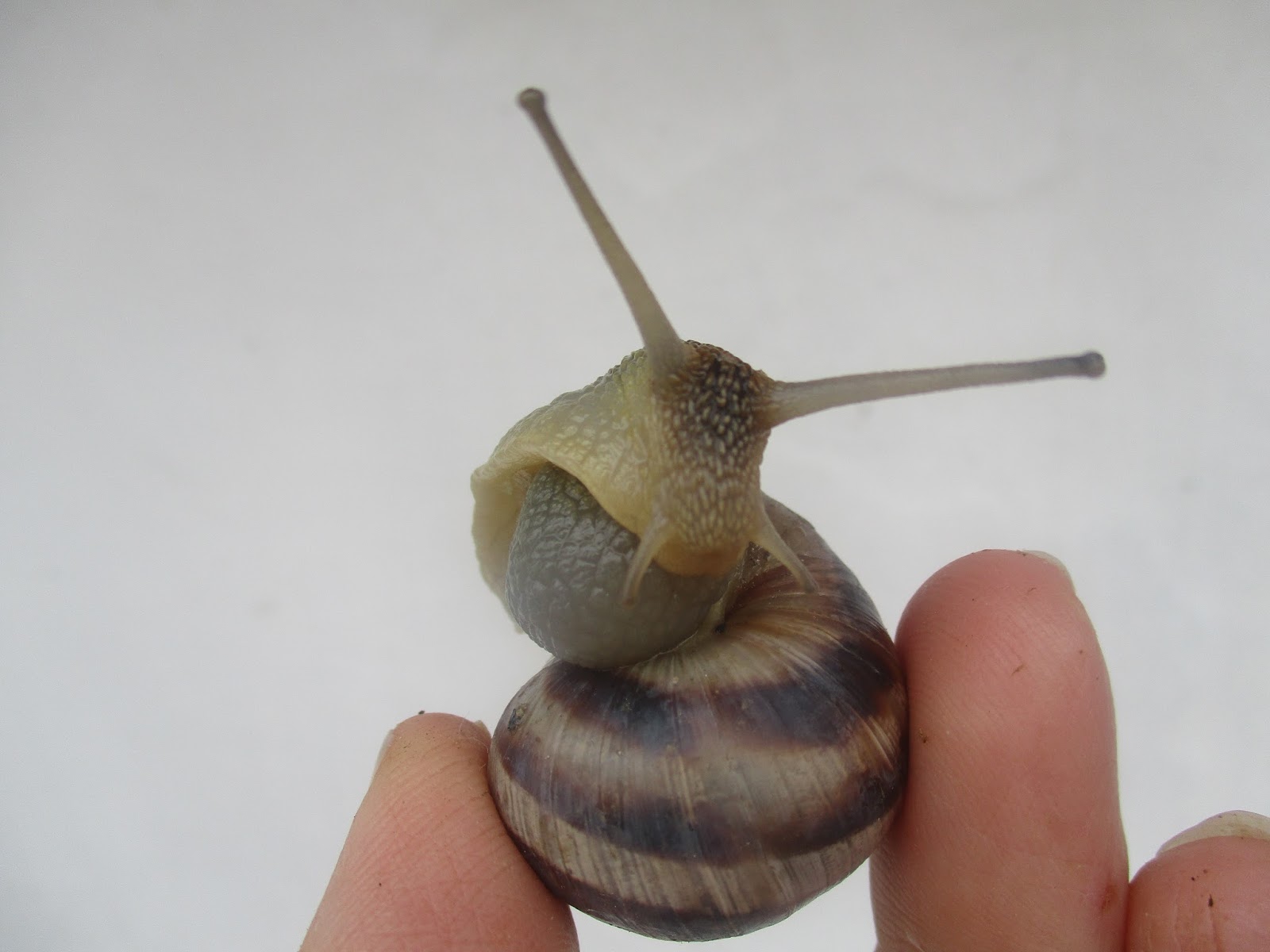 глаза у улиток ахатин. глаза улитки. где находятся глаза у улитки. улитка ампулярия строение тела. органы зрения у улитки.