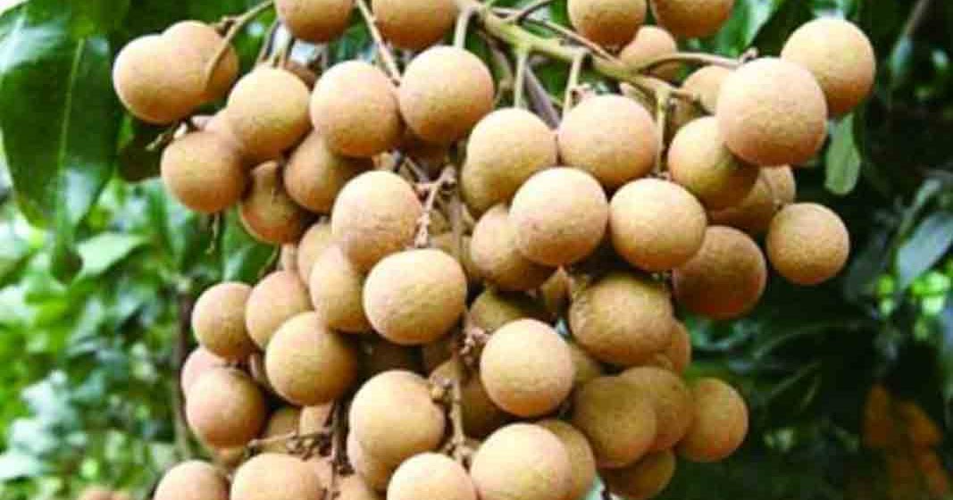 13 Amazing Benefits of Longan Fruits kidbrooke