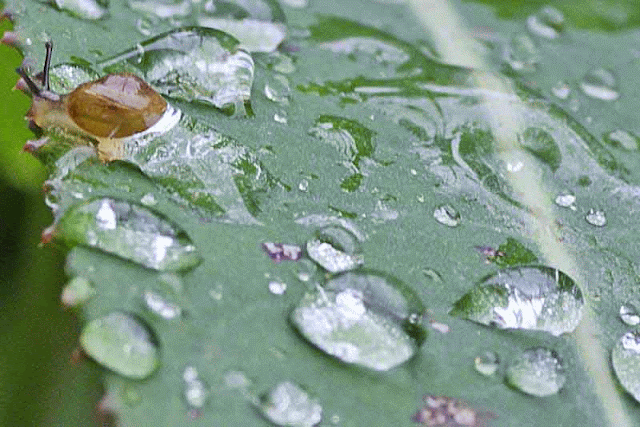 snail, raindrops, plant, motion GIF, animation
