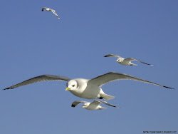 flying birds encyclopedia flight bird wikipedia