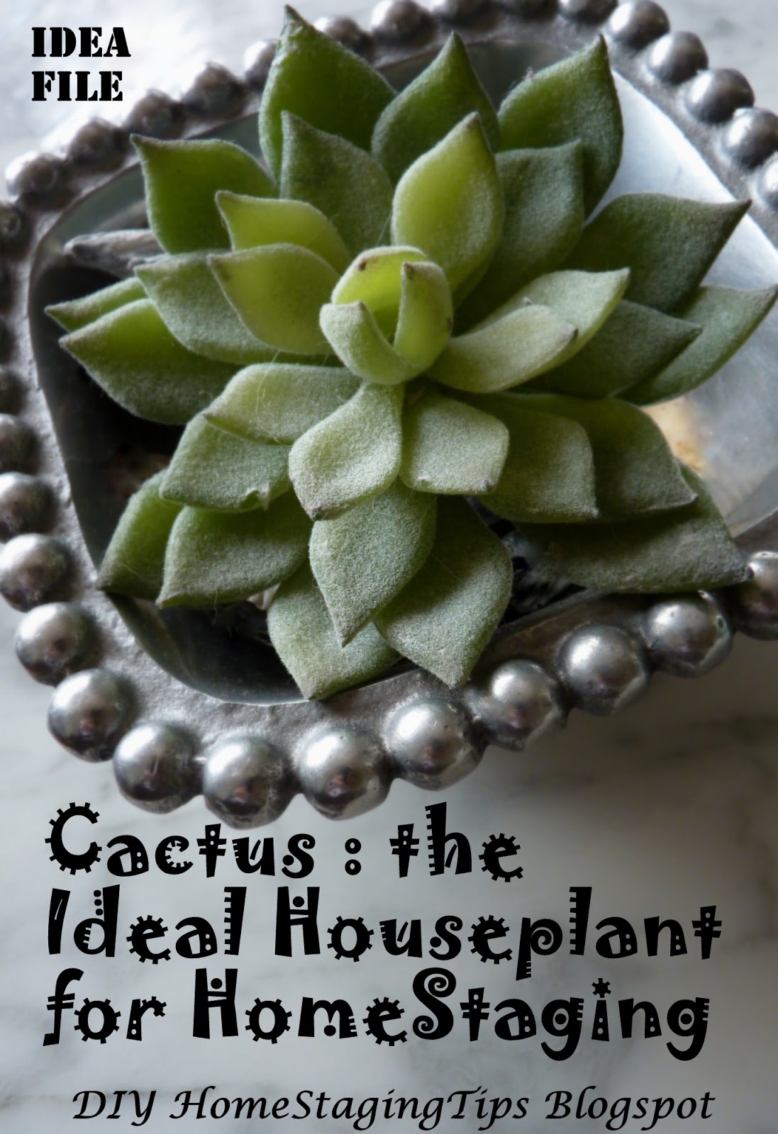 DIY Home Staging Tips My Favorite Fake Plant for Home Staging? Cactus!