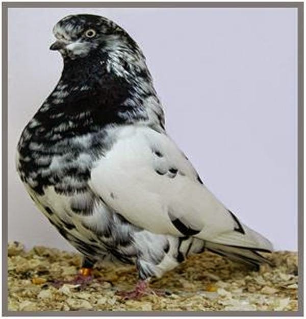 The Racing Pigeon HD wallpaper Australian Performing Tumbler pigeon