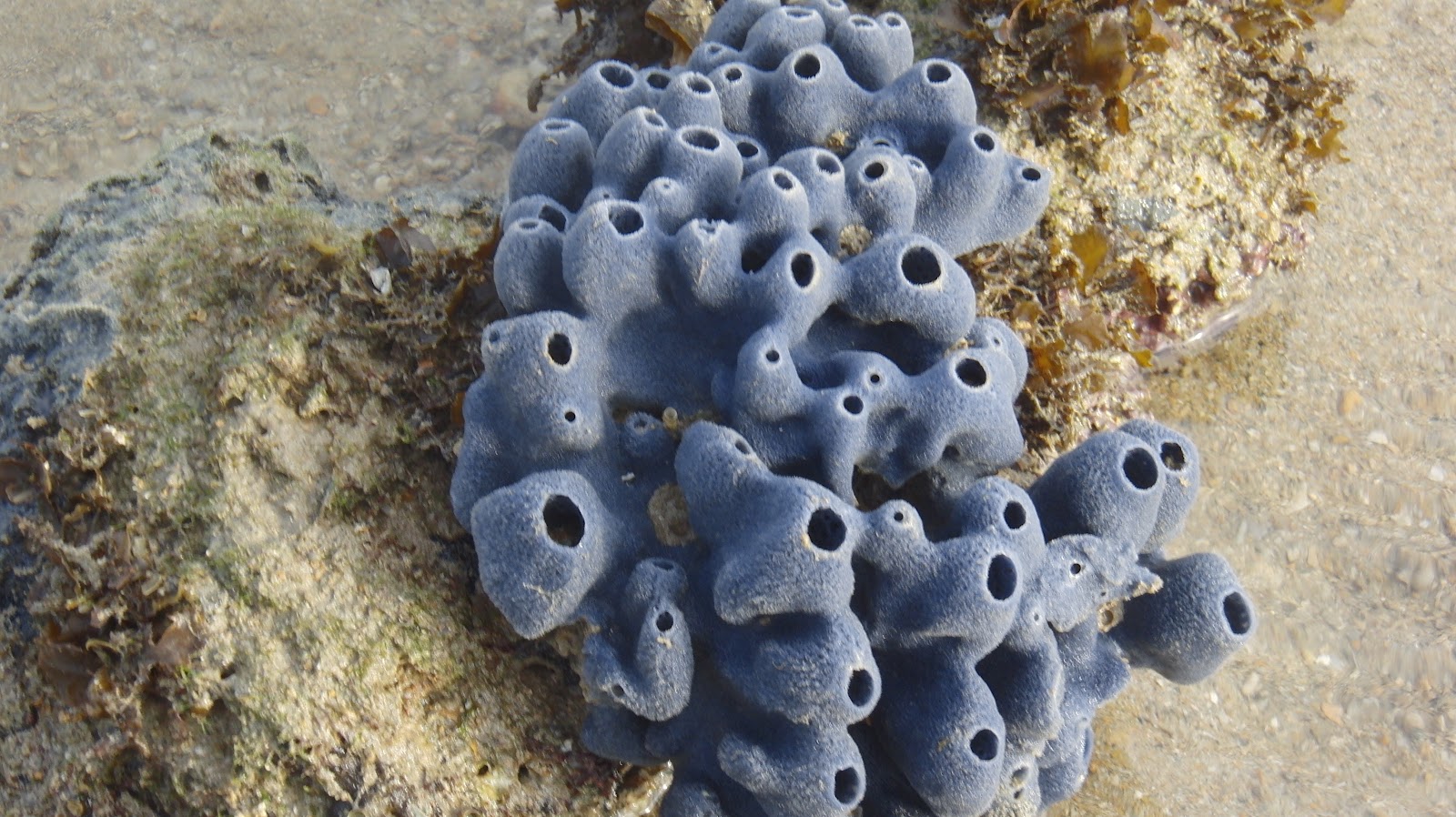 Marine Biology: Spongy Sponges