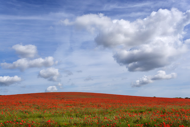 Bright red poppies in the morning sun under a blue sky and white clouds outside Royston in Hertfordshire by Martyn Ferry Photography