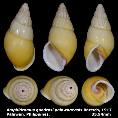 Amphidromus quadrasi palawanensis 35.94mm