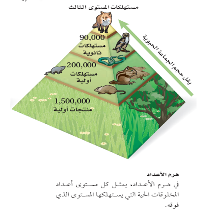 معجم الإملاء لي الهرم الغذائي منتجات حيوانات Comertinsaat Com