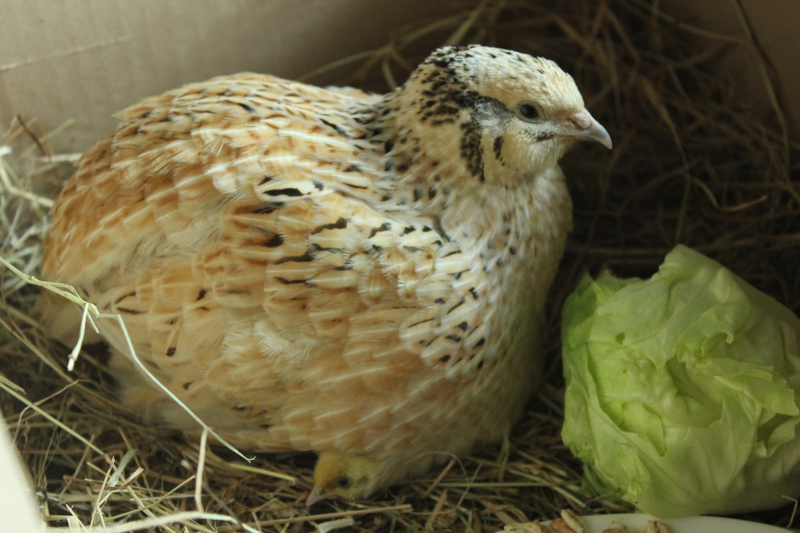 My organic, henraised quail is now raising her own chicks. Update 3