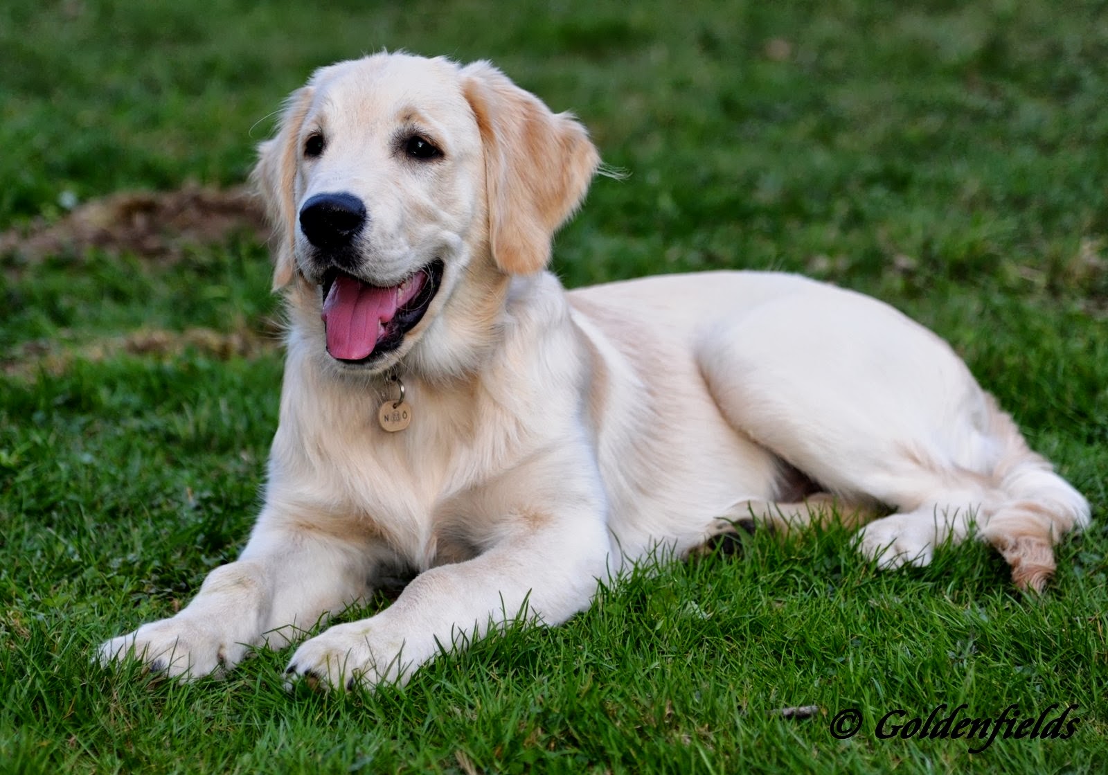 Goldwelpen - Golden Retriever Welpen Familienzucht: Mai 2013