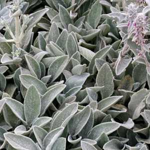 stachys byzantina lambs ear ears woolly lamb wound dressing battlefield absorbent leaves soft been used so substitute bandaids san plant