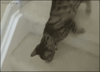 Funny cats - part 215, adorable cat gifs, funny cat gif, best funny cats