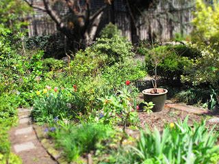  New York _Community Garden
