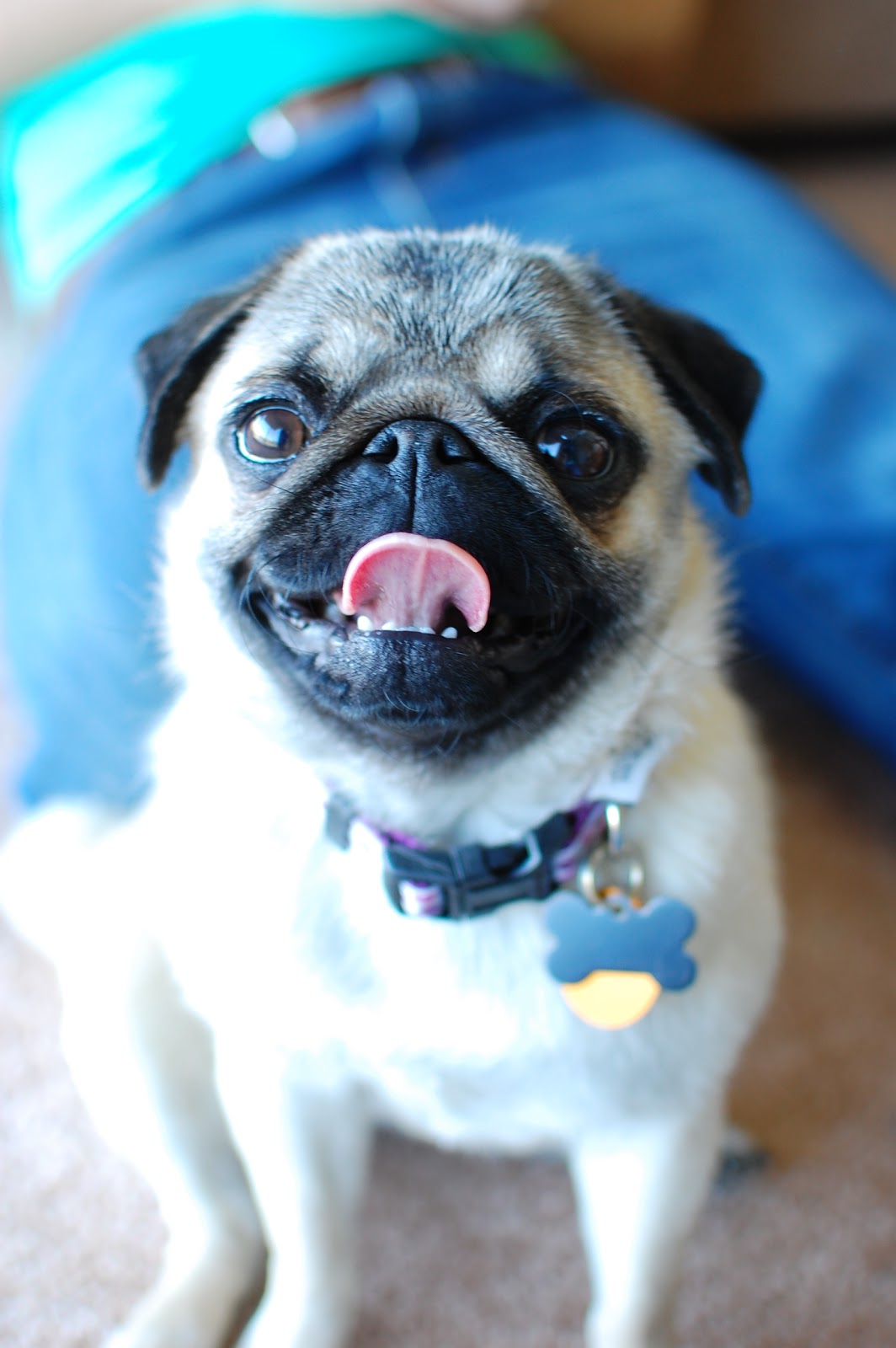 Pug Mama and Pug Papa