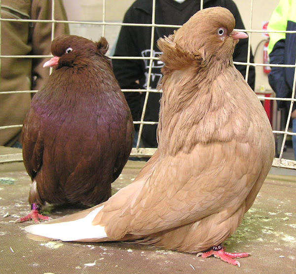 american domestic show flight pigeon, american domestic show flight pigeons, about american domestic show flight pigeon, american domestic show flight pigeon appearance, american domestic show flight pigeon breed, american domestic show flight pigeon breed info, american domestic show flight pigeon breed facts, american domestic show flight pigeon care, caring american domestic show flight pigeon, american domestic show flight pigeon color, american domestic show flight pigeon characteristics, american domestic show flight pigeon facts, american domestic show flight pigeon history, american domestic show flight pigeon info, american domestic show flight pigeon images, american domestic show flight pigeon origin, american domestic show flight pigeon photos, american domestic show flight pigeon pictures, american domestic show flight pigeon rarity, raising american domestic show flight pigeon, american domestic show flight pigeon rearing, american domestic show flight pigeon size, american domestic show flight pigeon temperament, american domestic show flight pigeon tame, american domestic show flight pigeon uses, american domestic show flight pigeon varieties, american domestic show flight pigeon color varieties, american domestic show flight pigeon weight