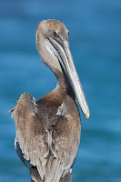 Brown Pelican at Albemarle, Isabela Island, Galapagos