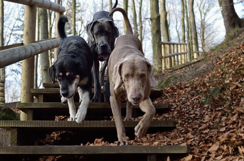 beste droogvoer hond: Royal Canin hondenbrokken