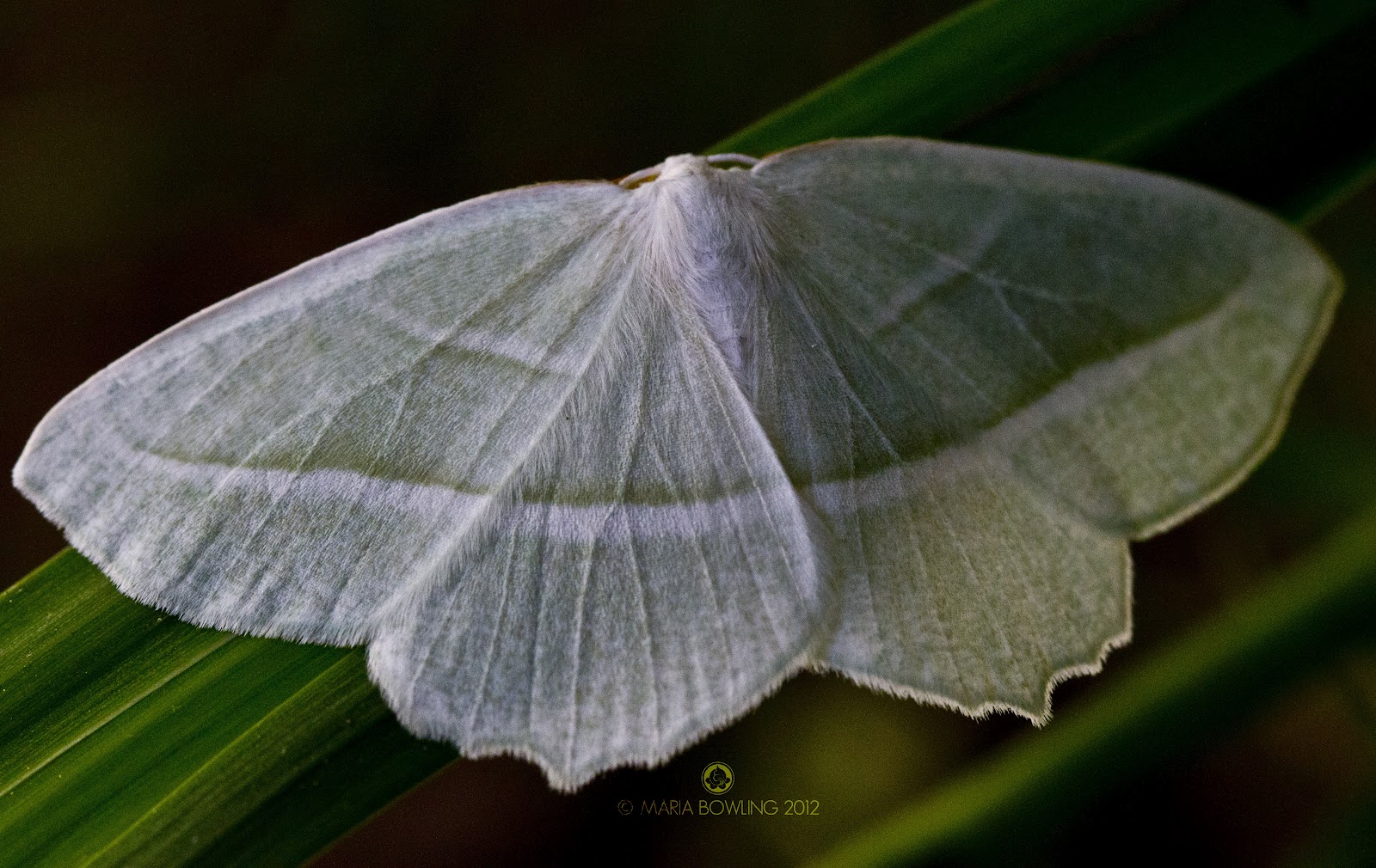 Pretty Medicine Moth Medicine and Transformation