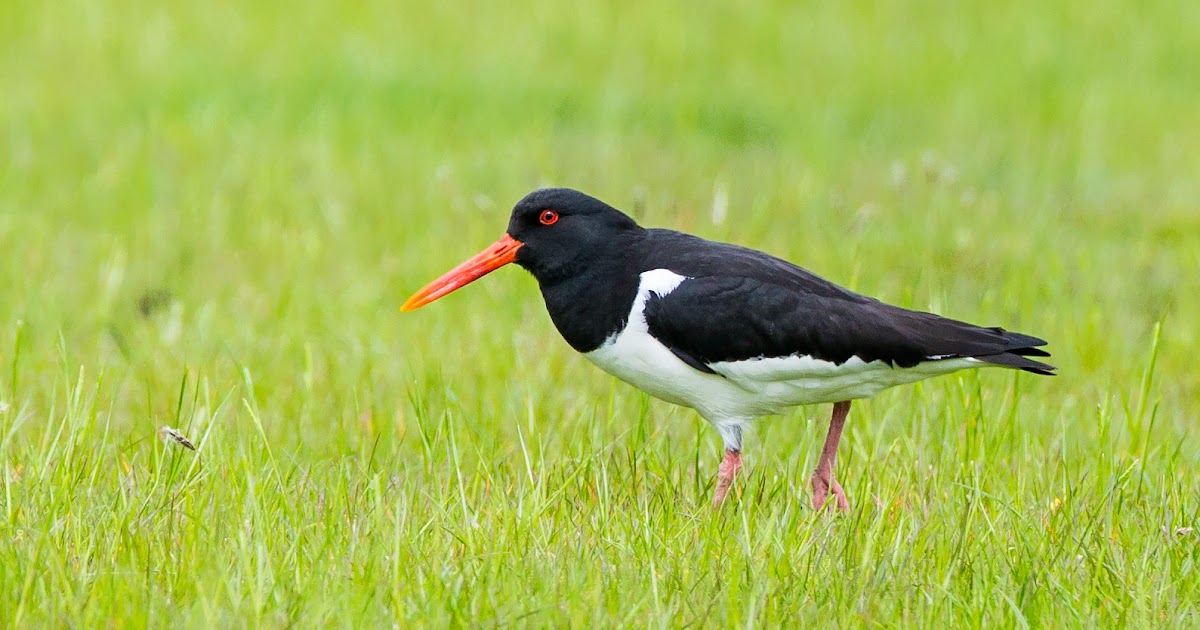Darley Dale Wildlife Oystercatcher Chatsworth
