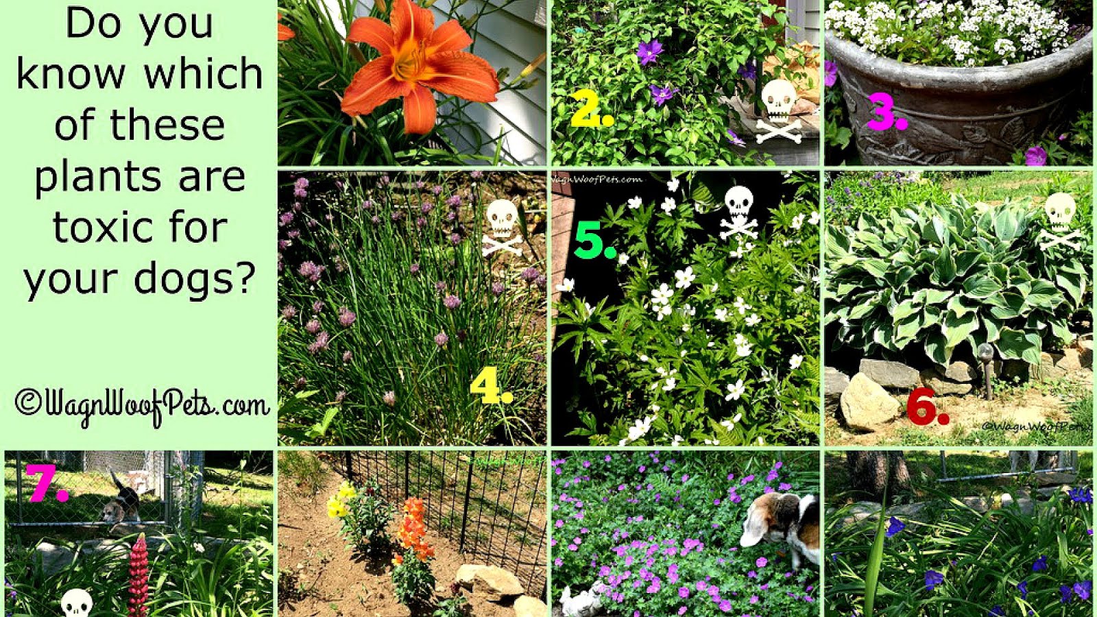 Plants Dangerous For Dogs Danger Choices