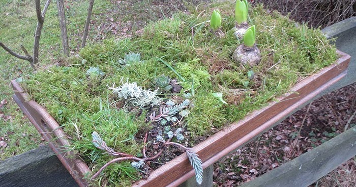 Ideas and Inspirations: Weihnachtlicher Garten * Christmas Garden