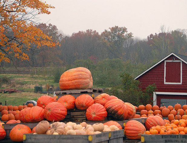 Cottage by the Sea : Autumn Begins
