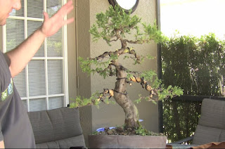 Hình ảnh cây Bonsai sau khi cắt tỉa các nhánh, uốn cành