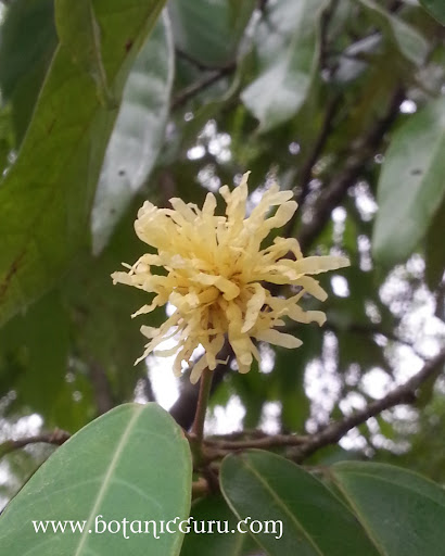 Maingaya malayana flower