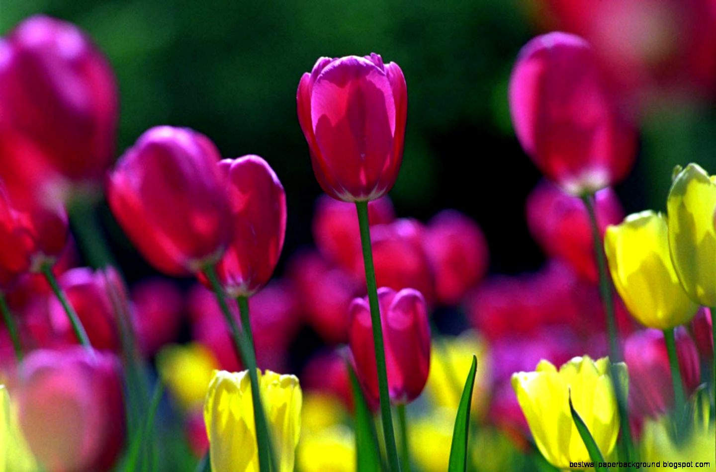 Spring Flowers Background