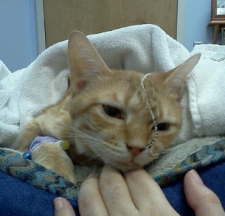 Orange tabby in a white blanket on blue soft pet bed, with a nasogastric tube, an IV on his right paw, and sad look on his face. A pale hand is under his chin.