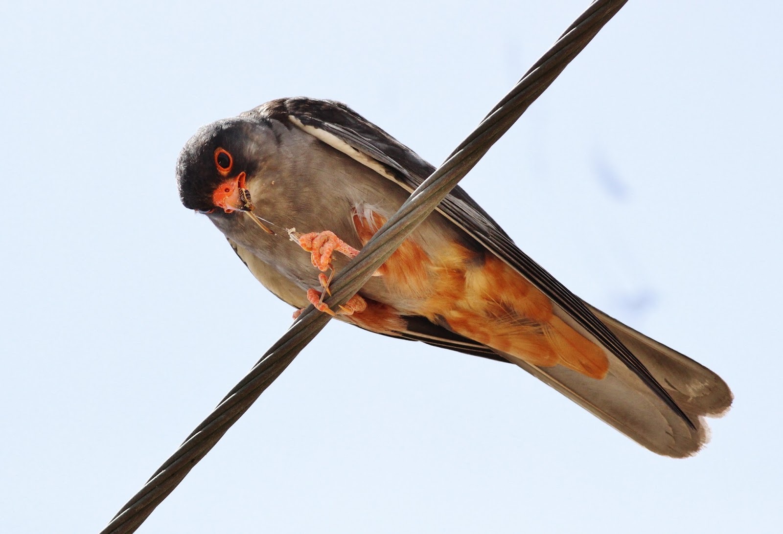 Biodiversity of Cyprus by NGO Protection of the Natural Heritage and