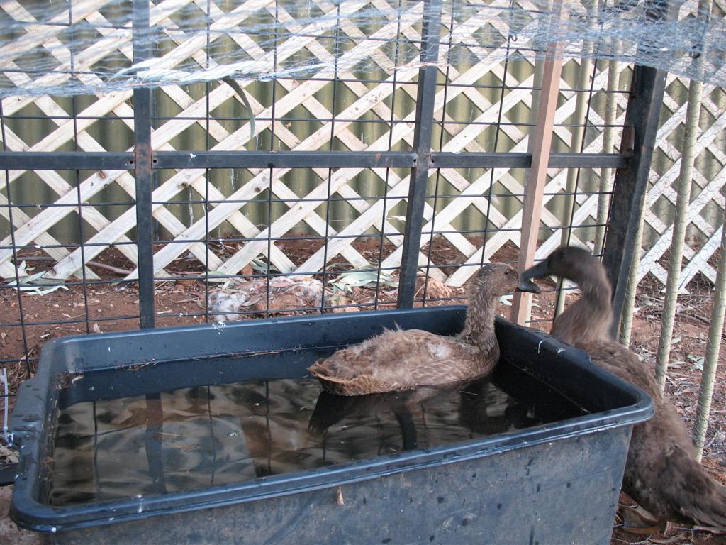 At Home with Kristy How to build a very cheap duck house