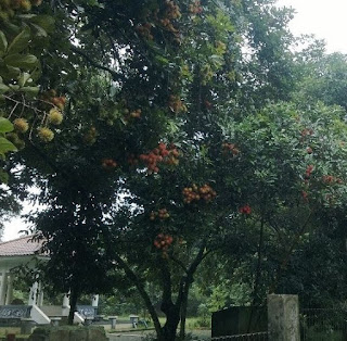 tanam Rambutan ternyata adalah Usaha Menguntungkan | budidaya