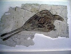 fossilized feathers