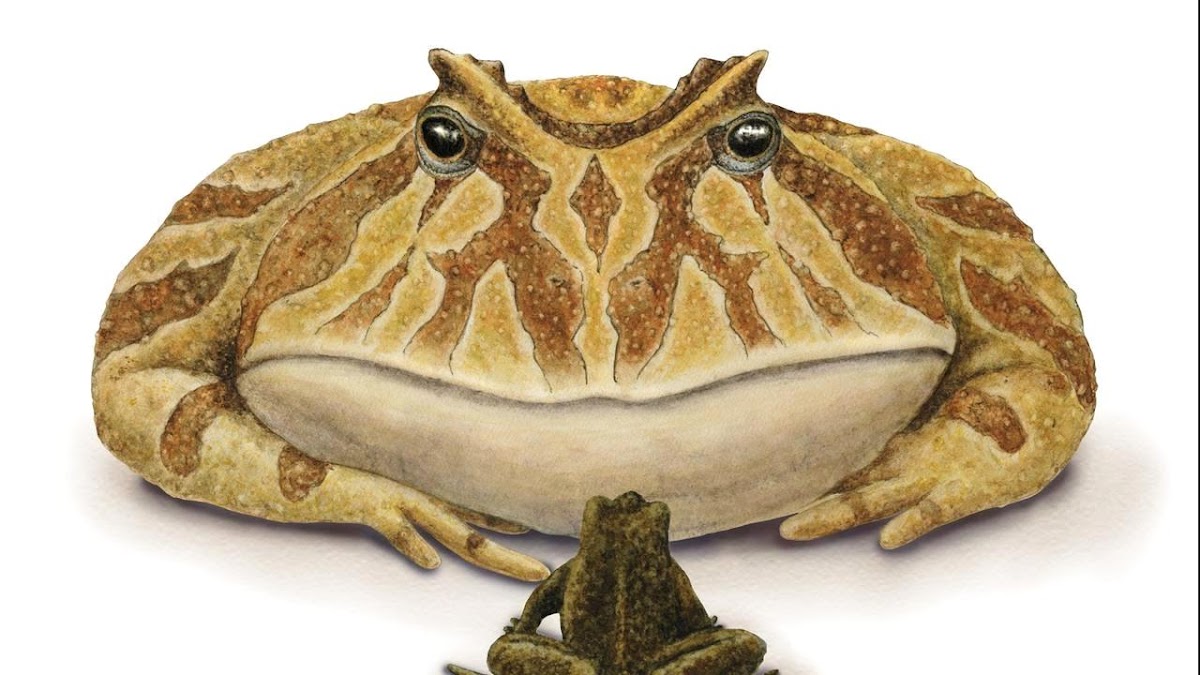 This Gigantic, Extinct Devil Frog Was Capable of Eating Dinosaurs