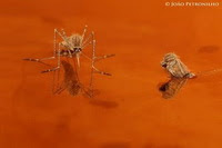 FOTO PREMIADA EM ESPANHA (2011)