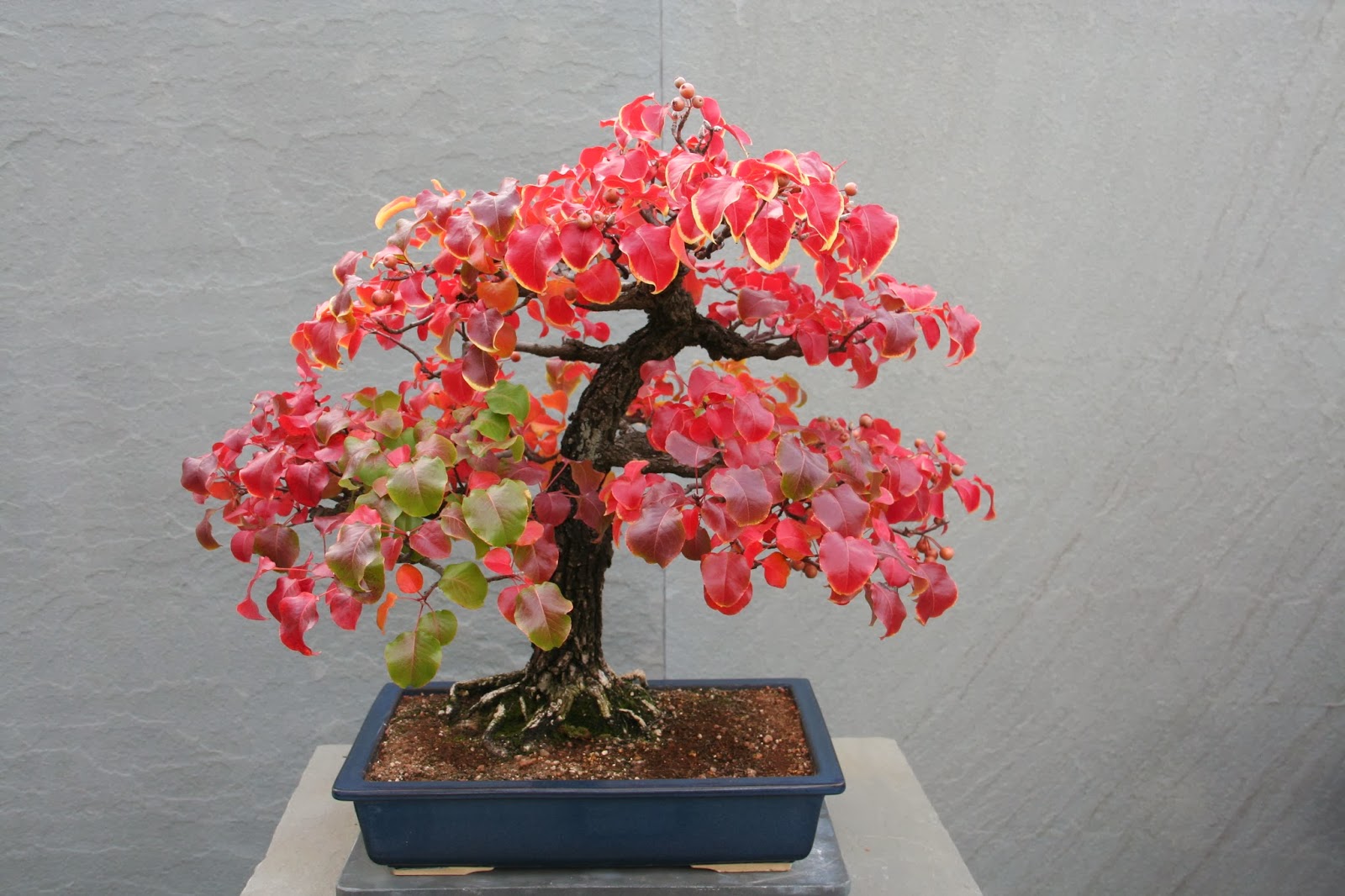 Love, Joy and Peas Autumn Bonsai Exhibit At U.S. National Arboretum