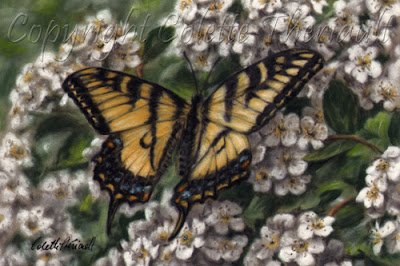 Canadian Tiger Swallowtail Butterfly Painting in pastel by Canadian wildlife artist Colette Theriault