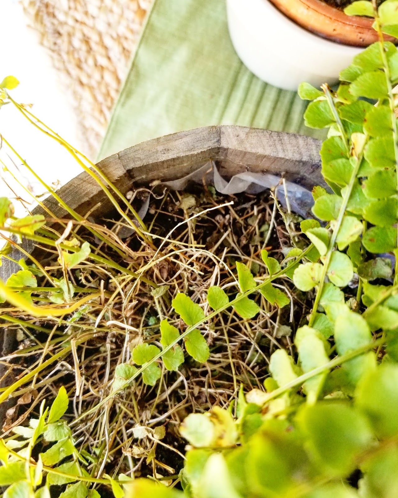 The Quaint Sanctuary { Simple Tips to Revive Dying House Plants }