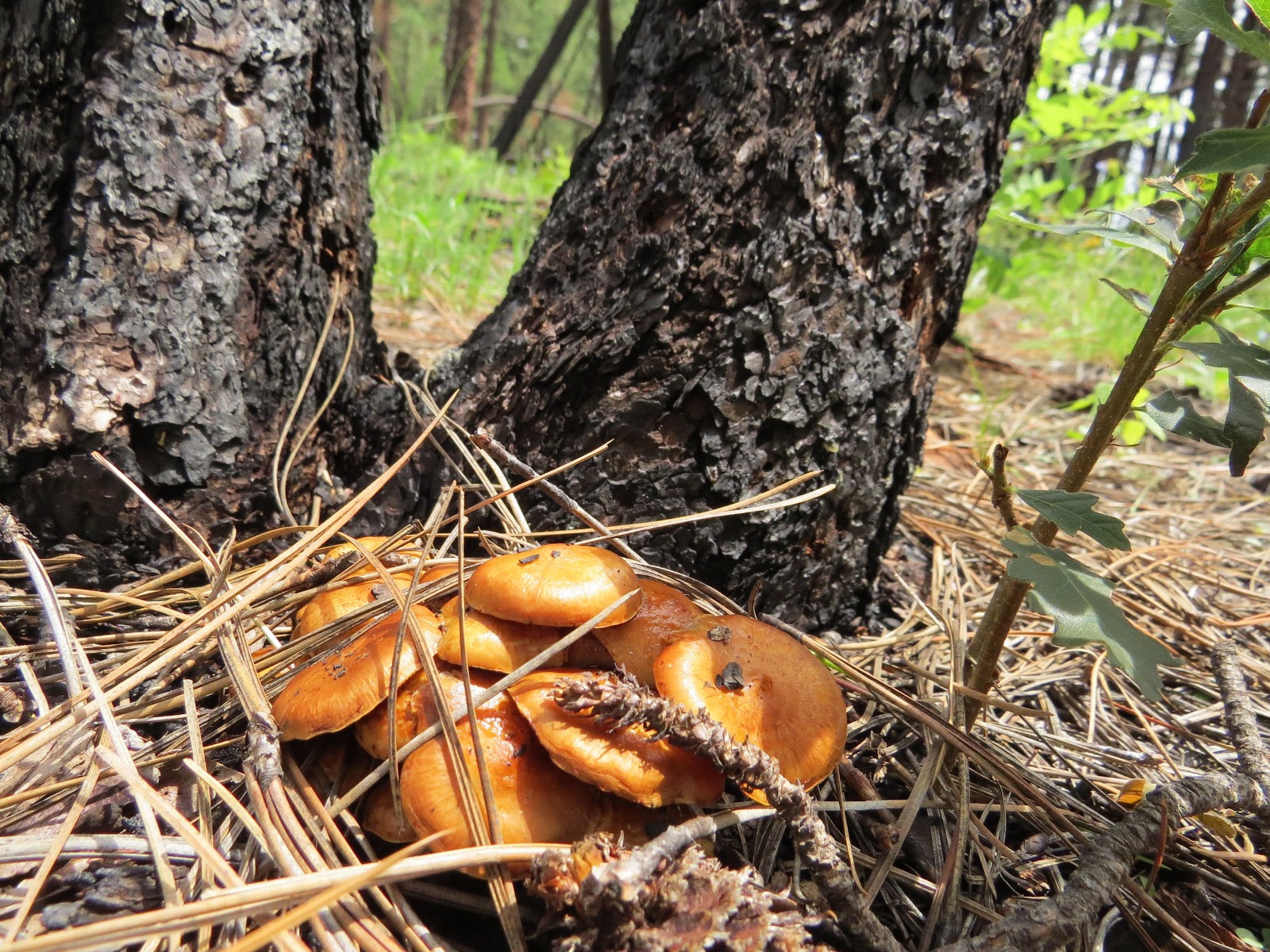 Have Book, Will Travel Mushrooms on the Mogollon Rim, Arizona