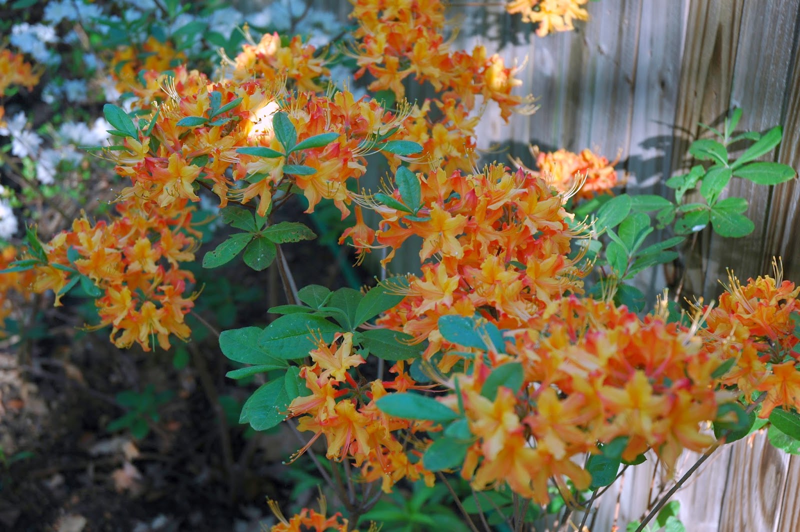 Lemon Lights Azalea Dusmun