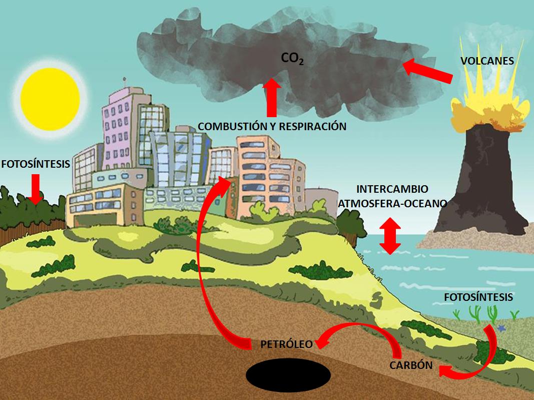 O Ciclo Do Carbono Pode Ser Resumido No Esquema Ensino