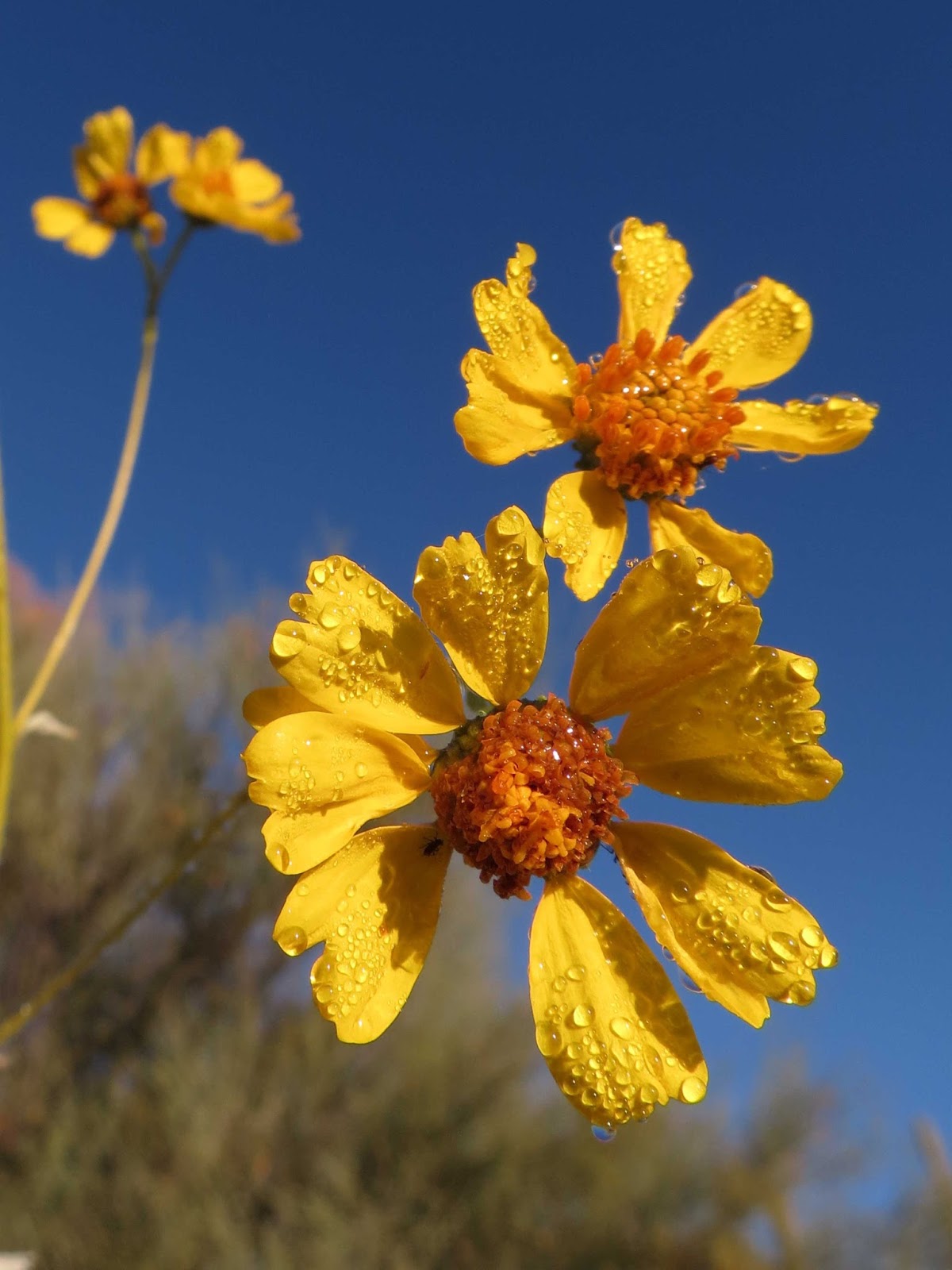 Desert Colors Once Around
