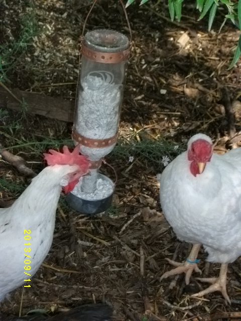 Copper Llama Studio Oyster Shell Dispenser For Your Hens