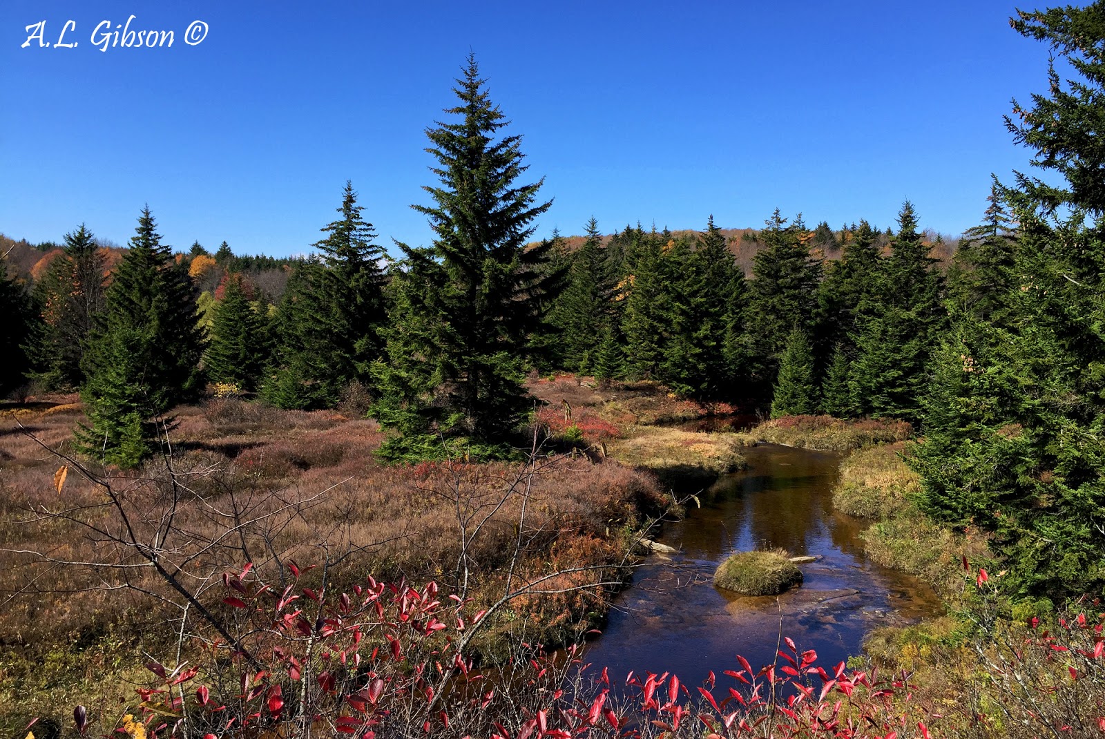 The Buckeye Botanist Flashback to Fall in the Dolly Sods Wilderness