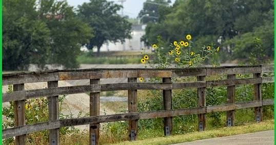 Briç Oyunu Festina Lente