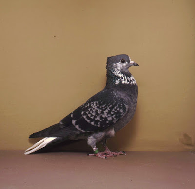 swiss pigeons