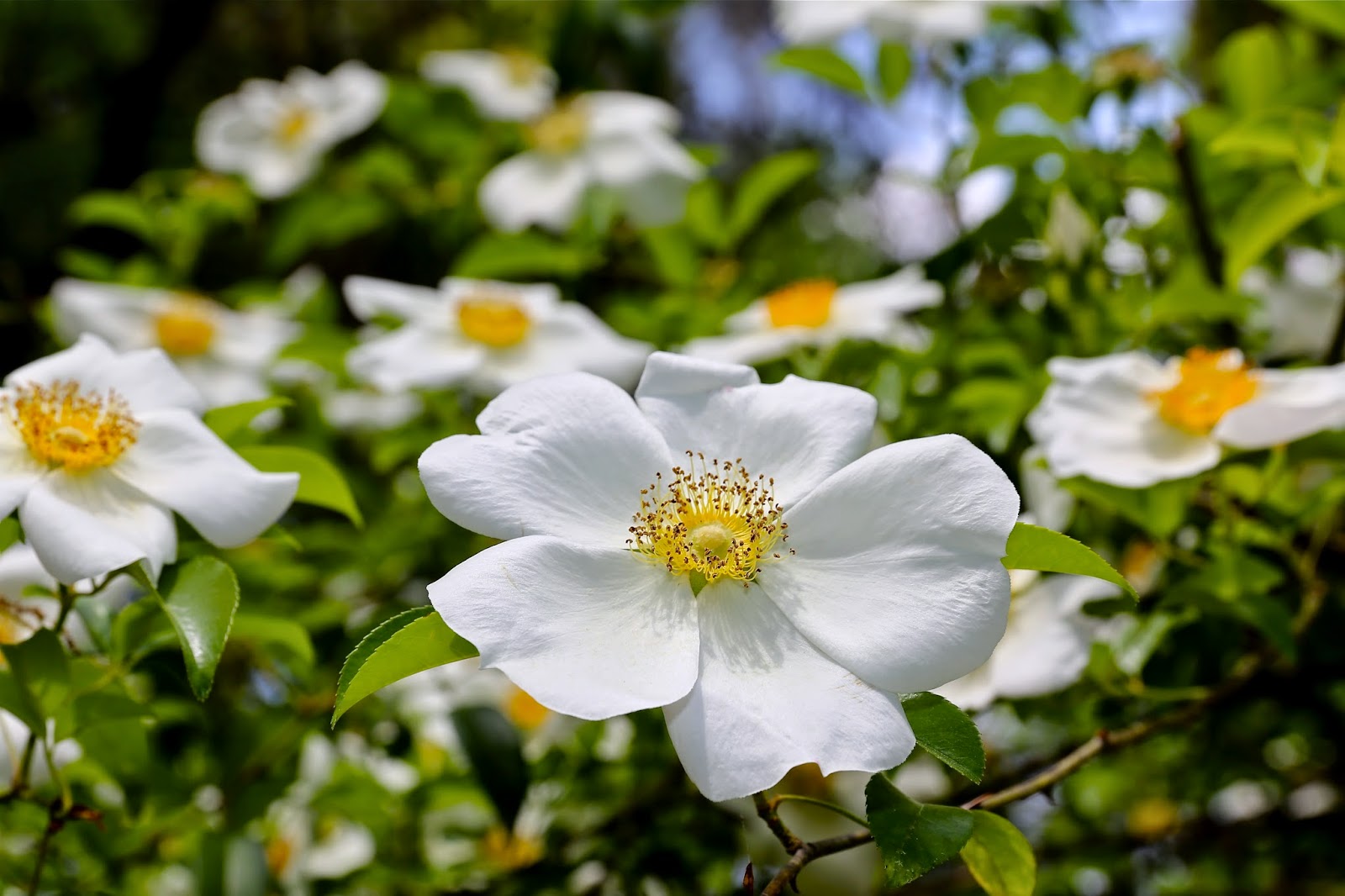 Sweet Southern Days The Snowballs and Cherokee Roses are Blooming