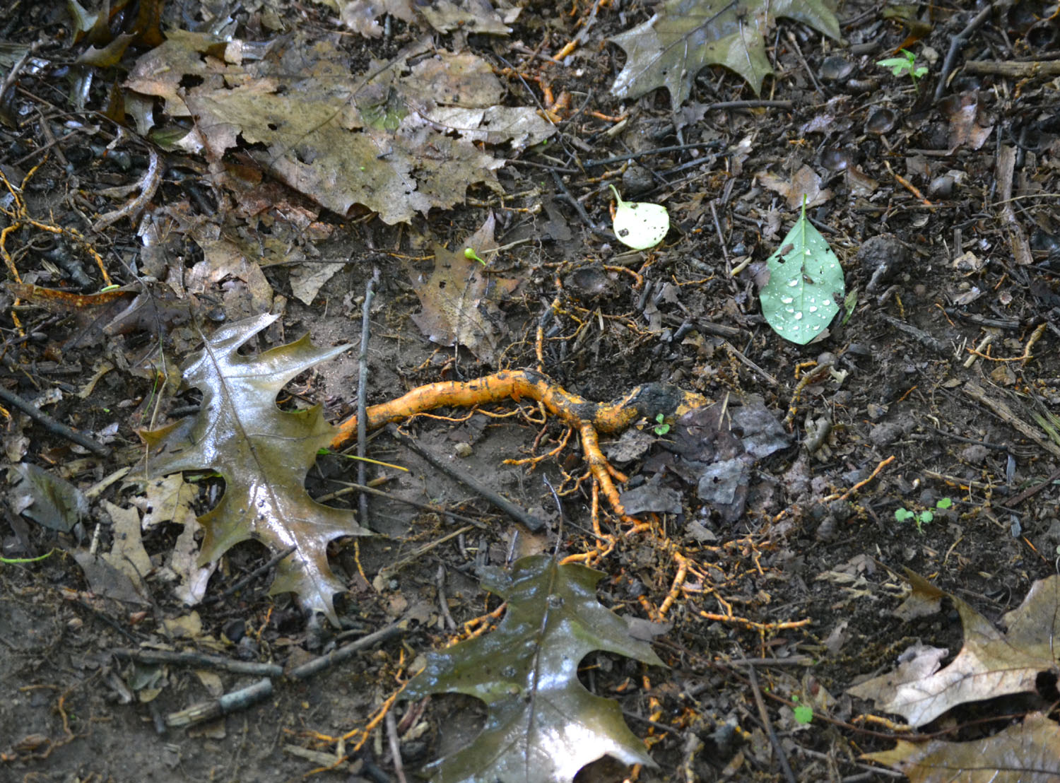 Woods Walks and Wildlife: Another New Destination: Osbornedale State Park