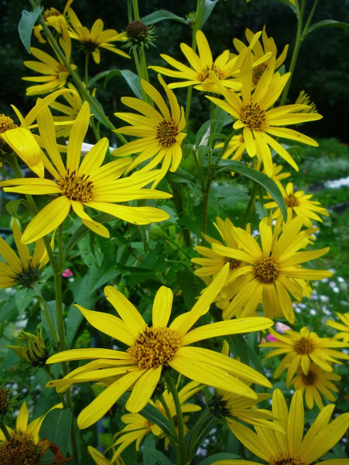Vermont backyard flowers Aug 2014 Litter with a Story To Tell